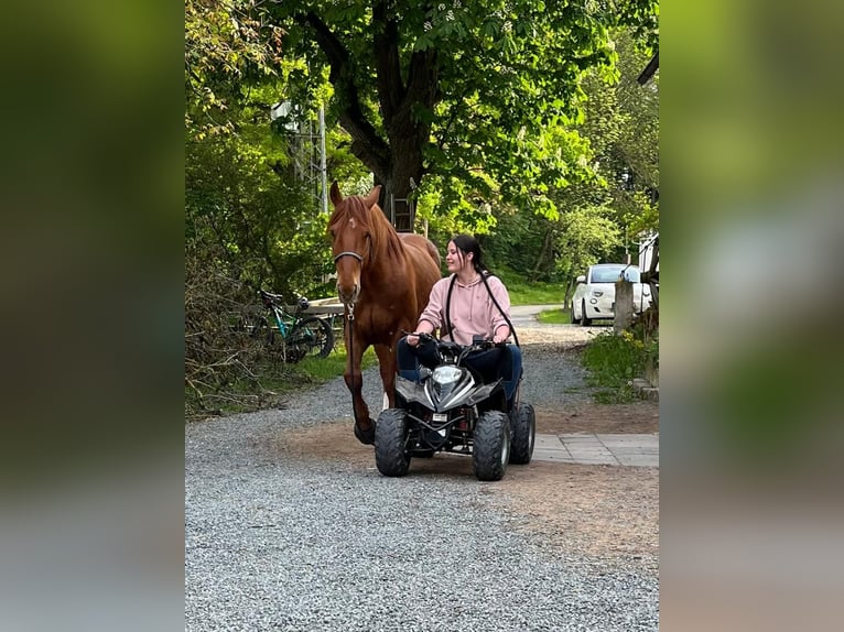 Other Warmbloods Mix Gelding 13 years 15,2 hh Chestnut-Red in Kulmbach