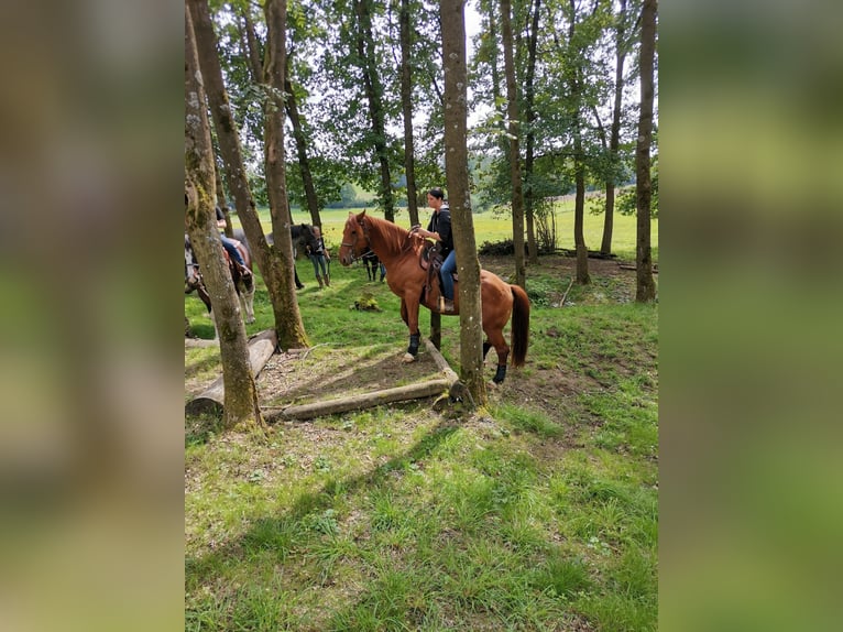 Other Warmbloods Mix Gelding 13 years 15,2 hh Chestnut-Red in Kulmbach