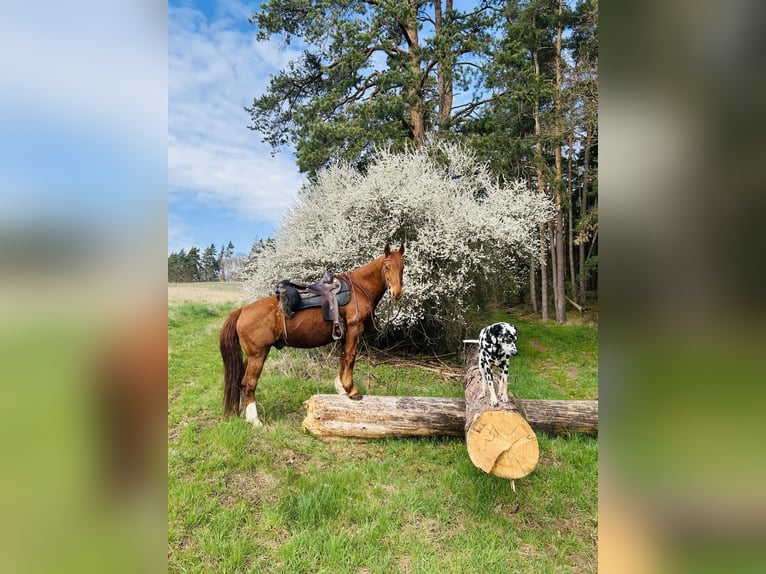 Other Warmbloods Mix Gelding 13 years 15,2 hh Chestnut-Red in Kulmbach