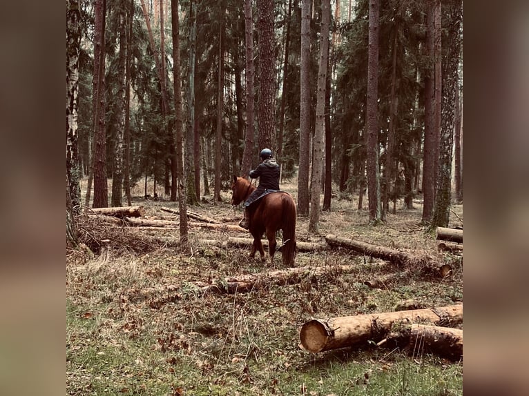 Other Warmbloods Mix Gelding 13 years 15,2 hh Chestnut-Red in Kulmbach