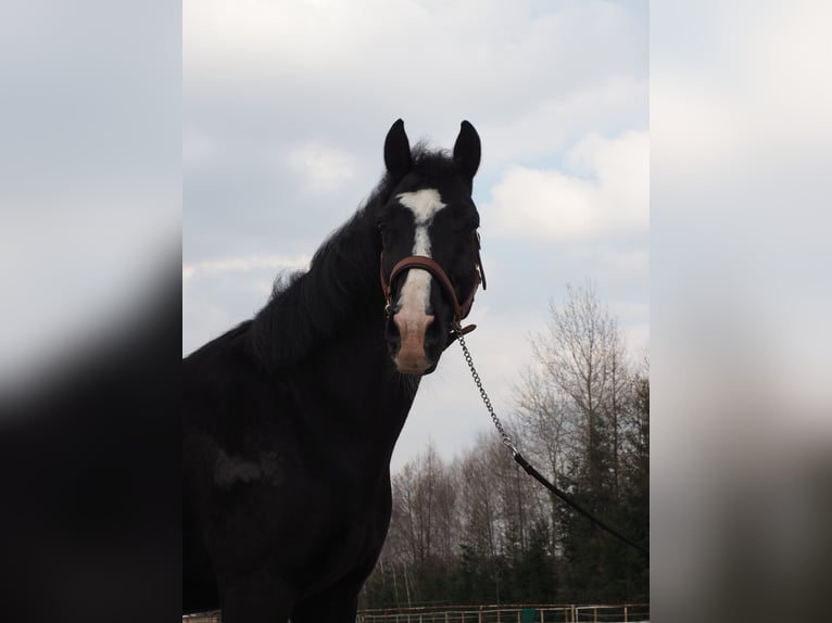 Other Warmbloods Gelding 13 years 16.2 hh Black in Warszawa