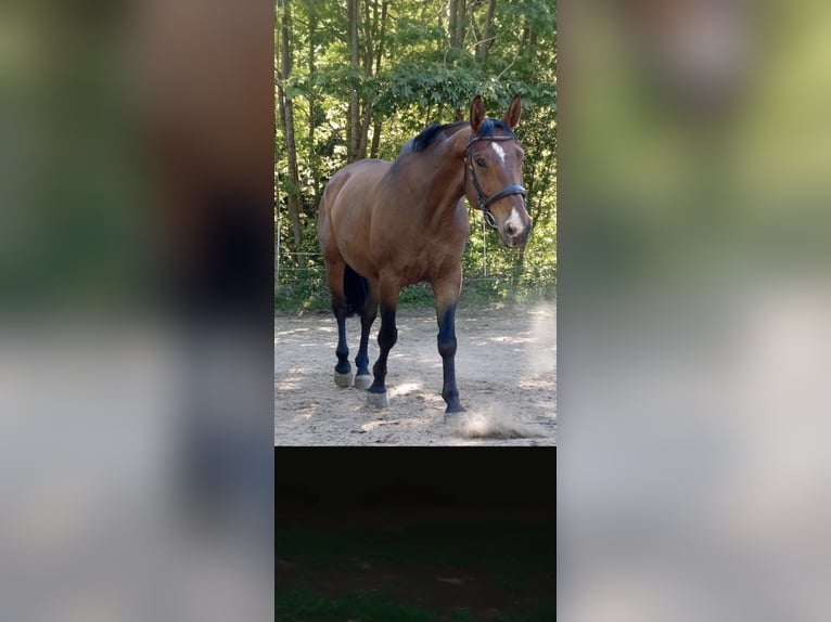 Other Warmbloods Gelding 13 years 16.2 hh Brown in Bad Münstereifel