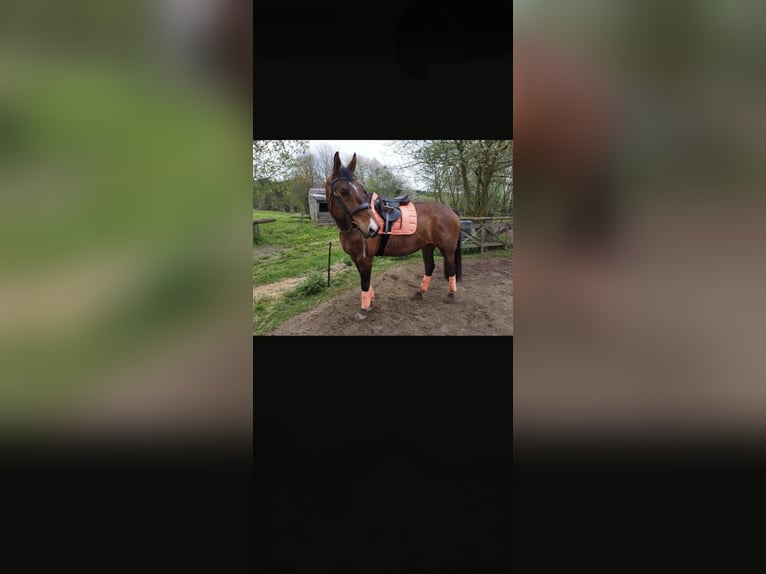 Other Warmbloods Gelding 13 years 16.2 hh Brown in Bad Münstereifel