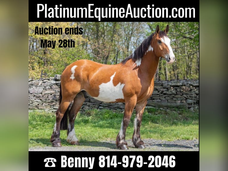 Other Warmbloods Gelding 13 years 16,2 hh Overo-all-colors in Everett PA