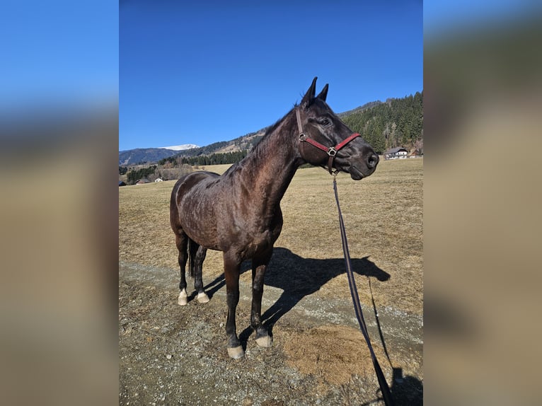 Other Warmbloods Gelding 13 years 16 hh Smoky-Black in Bischoffeld