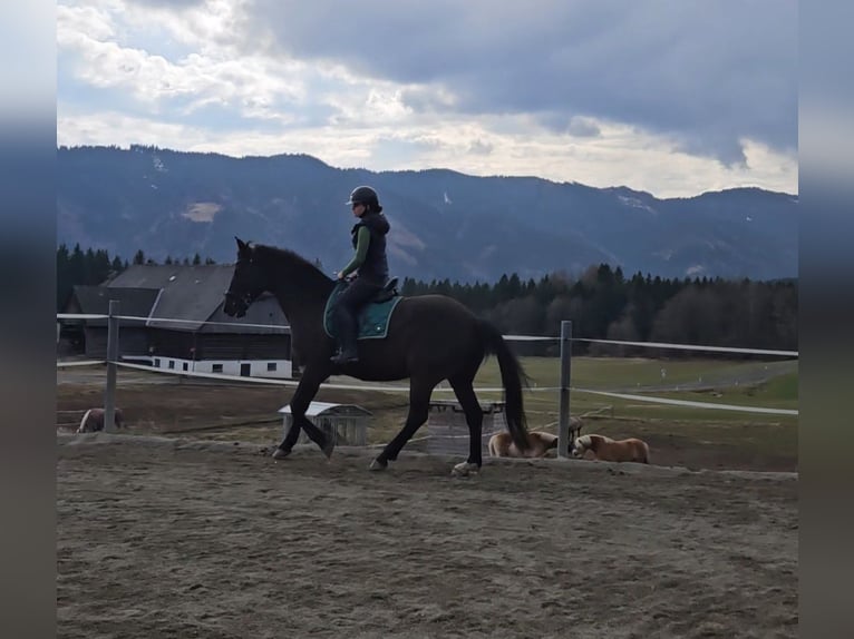 Other Warmbloods Gelding 13 years 16 hh Smoky-Black in Bischoffeld