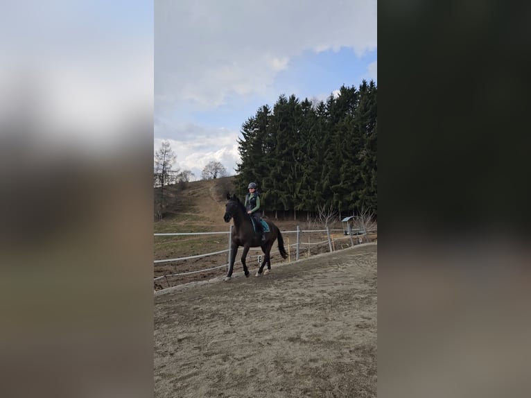 Other Warmbloods Gelding 13 years 16 hh Smoky-Black in Bischoffeld