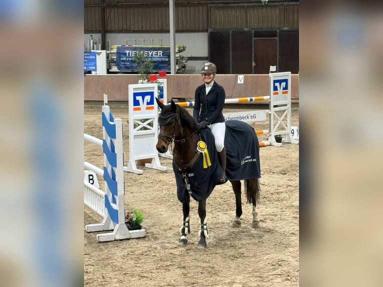 Other Warmbloods Gelding 13 years 16,1 hh Brown in Willich