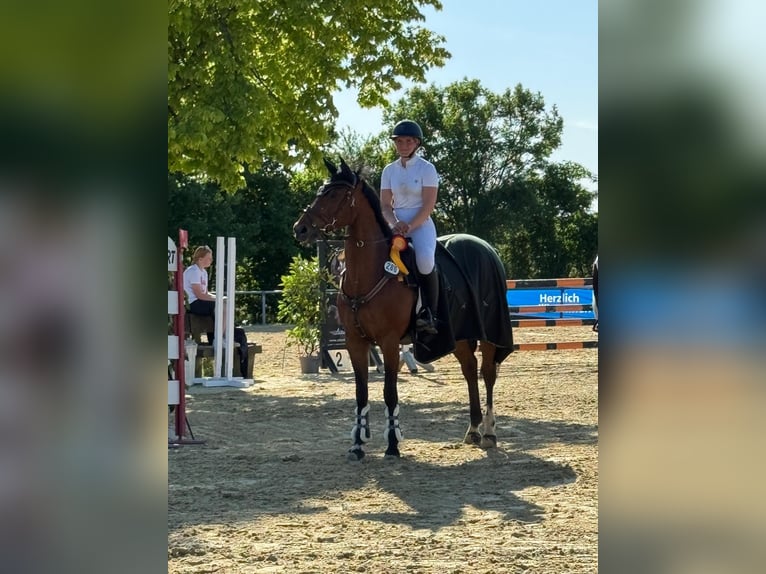 Other Warmbloods Gelding 13 years 16,1 hh Brown in Willich