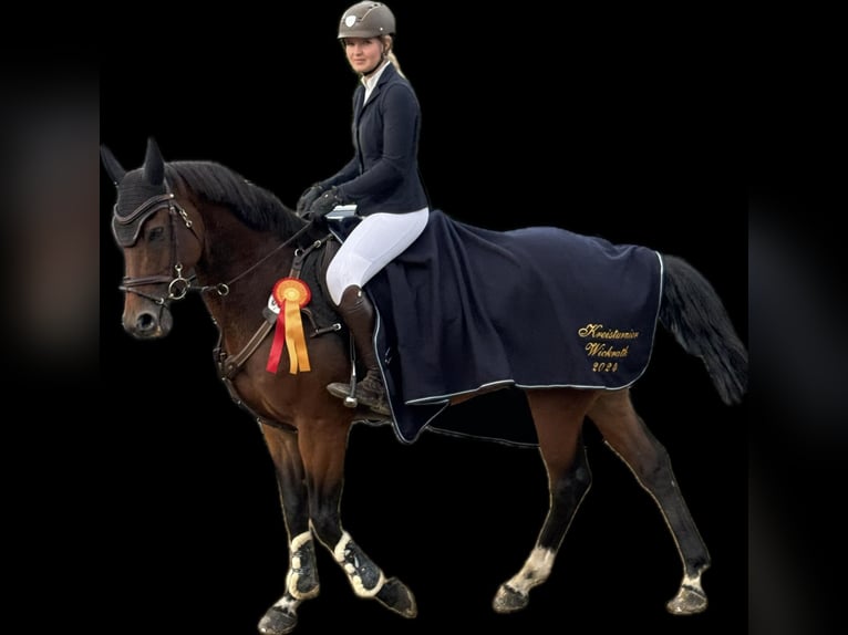 Other Warmbloods Gelding 13 years 16,1 hh Brown in Willich
