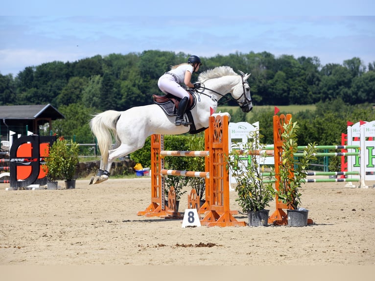 Other Warmbloods Gelding 13 years 16,1 hh Grey in Lindlar