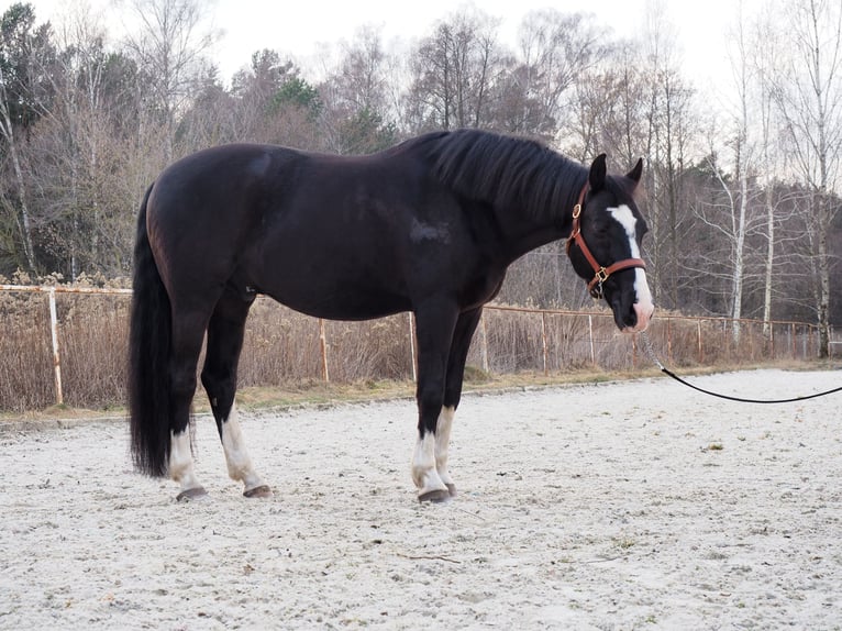 Other Warmbloods Gelding 13 years 16,2 hh Black in Warszawa