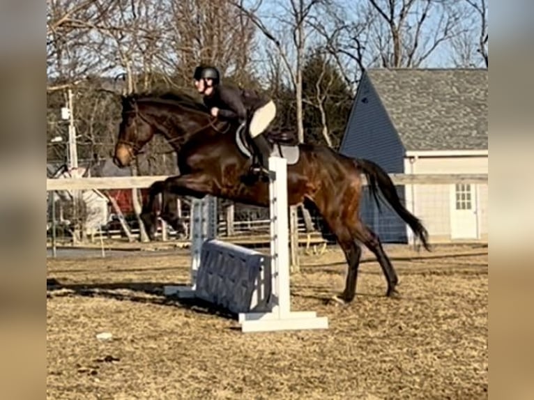 Other Warmbloods Gelding 13 years 17,2 hh Bay in Northfield, MA