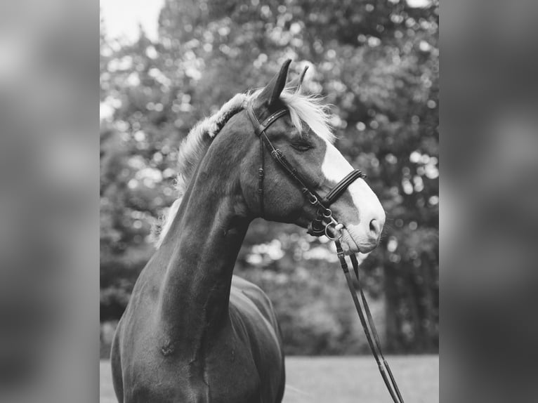 Other Warmbloods Gelding 13 years 17,3 hh Chestnut in Amherst, NH