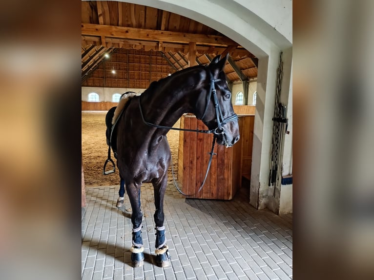 Other Warmbloods Gelding 13 years 17 hh Smoky-Black in Łochów