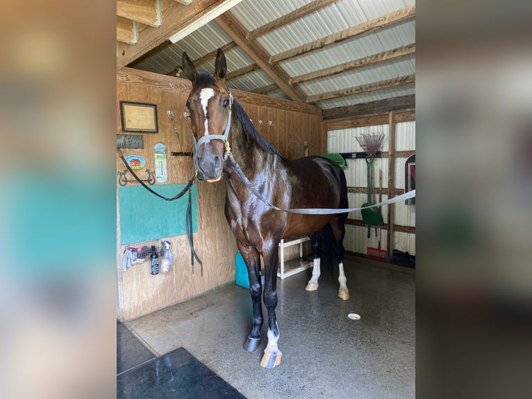 Other Warmbloods Gelding 13 years 18 hh Bay in Palmyra Other Warmbloods Gelding 13 years 18 hh Bay in Palmyra