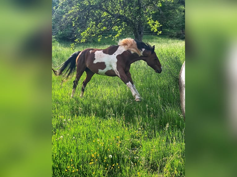 Other Warmbloods Mix Gelding 14 years 15,1 hh Pinto in Dreis