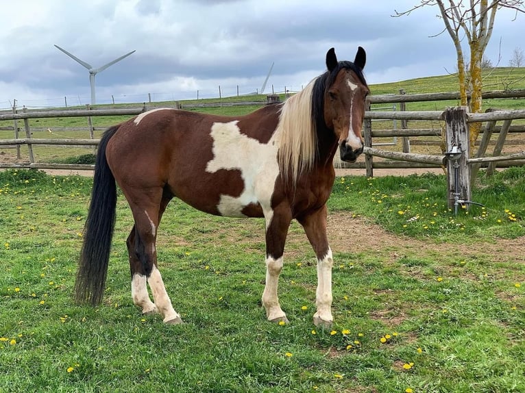 Other Warmbloods Mix Gelding 14 years 15,1 hh Pinto in Dreis