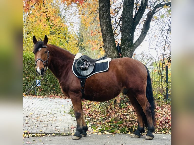Other Warmbloods Gelding 14 years 15,1 hh Brown in Borod