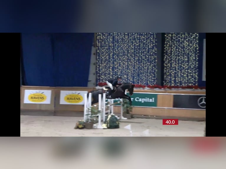 Other Warmbloods Gelding 14 years 16.1 hh Black in Herzogenrath