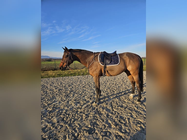 Other Warmbloods Gelding 14 years 16,2 hh Bay-Dark in Selce Žumberačko