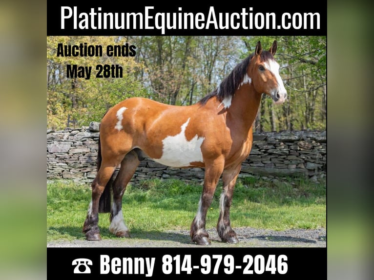 Other Warmbloods Gelding 14 years 16,2 hh Overo-all-colors in Everett PA