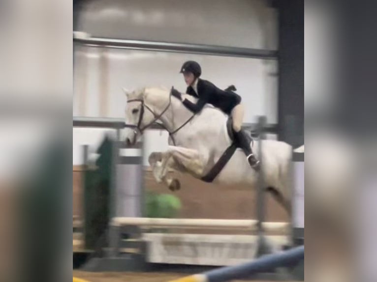 Other Warmbloods Gelding 14 years 16,3 hh Gray in Howell MI