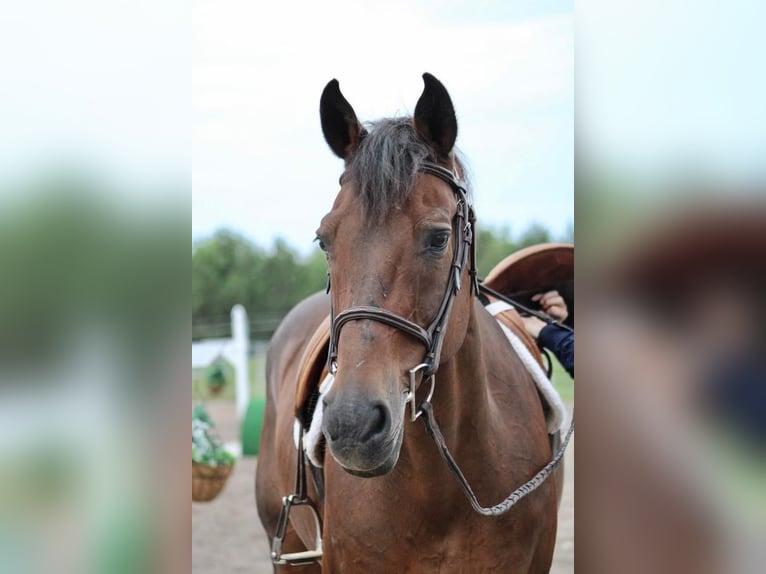 Other Warmbloods Gelding 14 years 16 hh Bay in Cranberry, PA