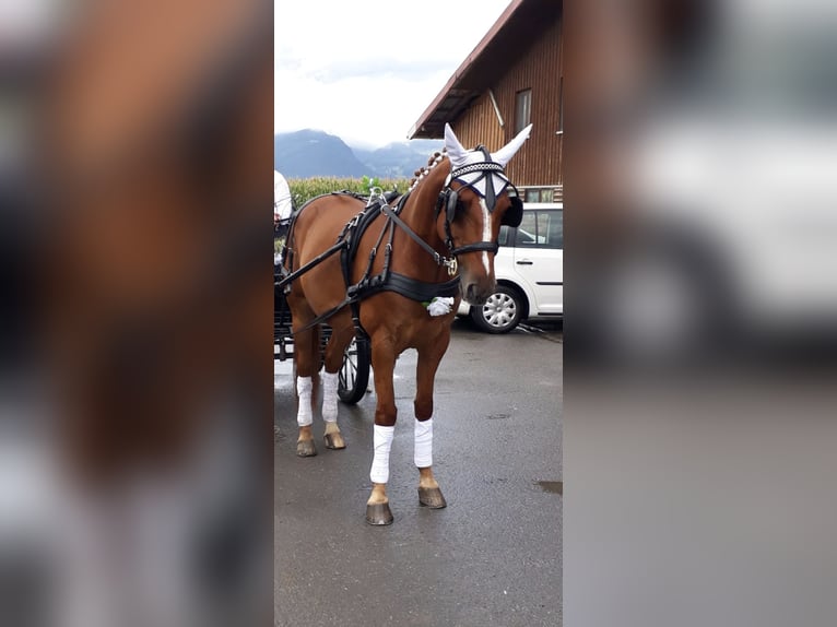 Other Warmbloods Gelding 14 years 16 hh Chestnut-Red in Oberriet