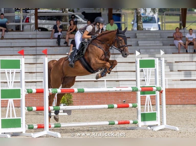 Other Warmbloods Gelding 14 years 16 hh Chestnut-Red in Cesky Krumlov