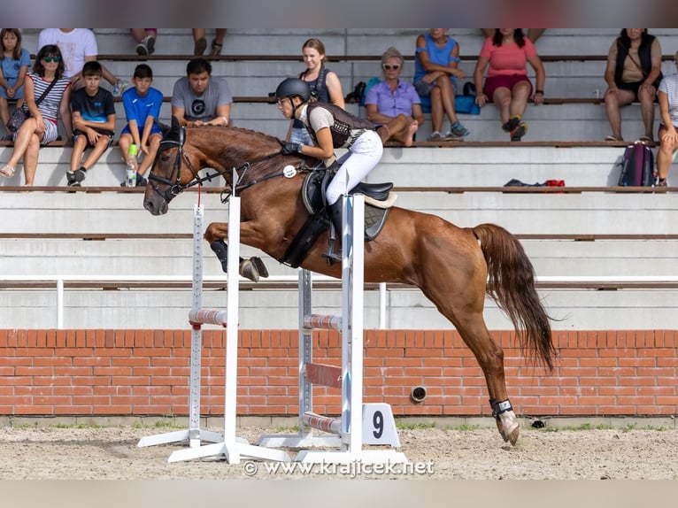 Other Warmbloods Gelding 14 years 16 hh Chestnut-Red in Cesky Krumlov
