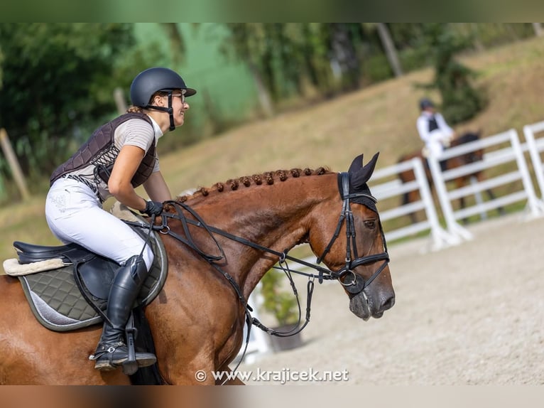 Other Warmbloods Gelding 14 years 16 hh Chestnut-Red in Cesky Krumlov