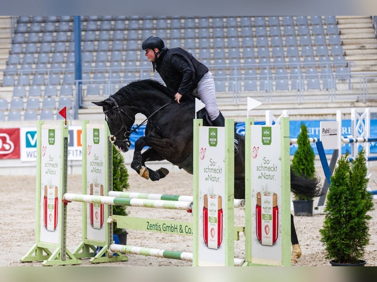 Other Warmbloods Gelding 14 years 16,1 hh Black in Herzogenrath