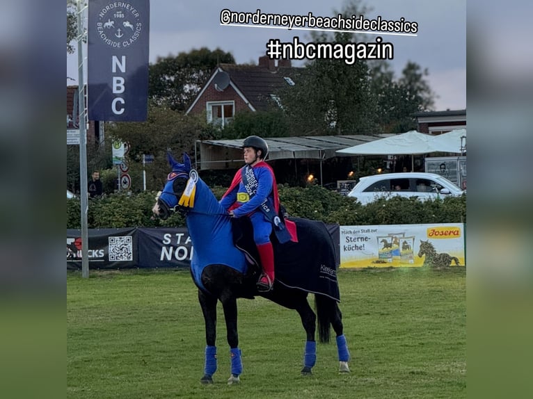 Other Warmbloods Gelding 14 years 16,1 hh Black in Herzogenrath