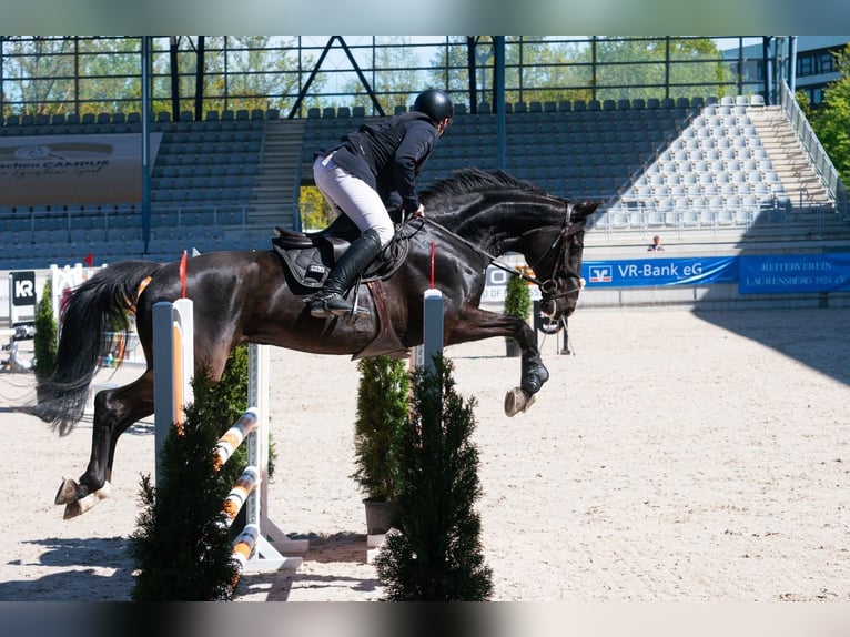 Other Warmbloods Gelding 14 years 16,1 hh Black in Herzogenrath