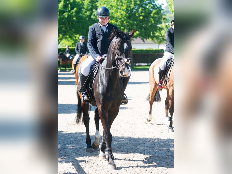 Other Warmbloods Gelding 14 years 16,1 hh Black in Herzogenrath