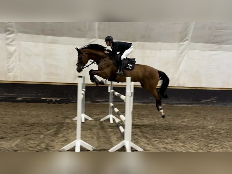Other Warmbloods Gelding 14 years 17 hh Brown in Drammen Other Warmbloods Gelding 14 years 17 hh Brown in Drammen