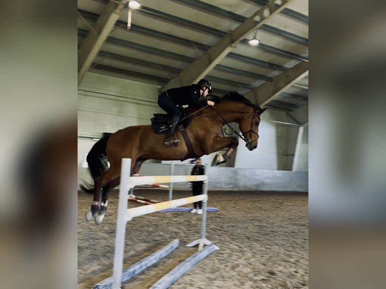 Other Warmbloods Gelding 14 years 17 hh Brown in Drammen Other Warmbloods Gelding 14 years 17 hh Brown in Drammen