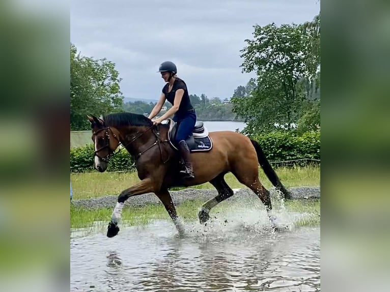 Other Warmbloods Gelding 14 years 17 hh Brown in Drammen Other Warmbloods Gelding 14 years 17 hh Brown in Drammen