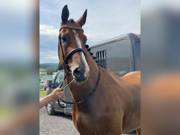 Other Warmbloods Gelding 14 years 17 hh Brown in Drammen Other Warmbloods Gelding 14 years 17 hh Brown in Drammen