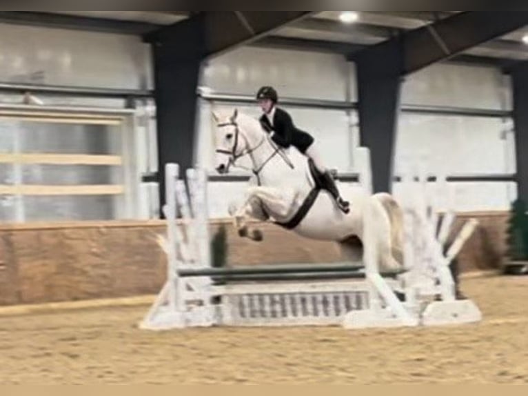 Other Warmbloods Gelding 15 years 16,3 hh Gray in Howell MI