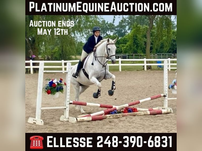 Other Warmbloods Gelding 15 years 16,3 hh Gray in Howell MI