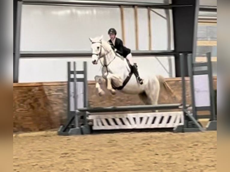 Other Warmbloods Gelding 15 years 16,3 hh Gray in Howell MI