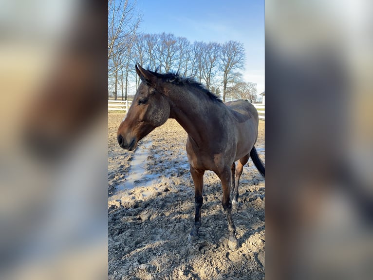 Other Warmbloods Gelding 15 years 16 hh Brown in Arnsberg