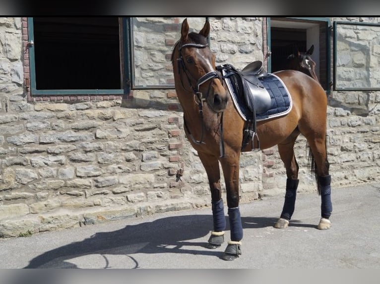 Other Warmbloods Gelding 15 years 16 hh Brown in Arnsberg