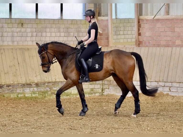 Other Warmbloods Gelding 15 years 16 hh Brown in Arnsberg