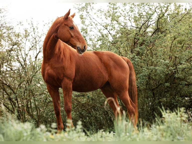 Other Warmbloods Gelding 15 years 16 hh Chestnut-Red in Pfarrkirchen