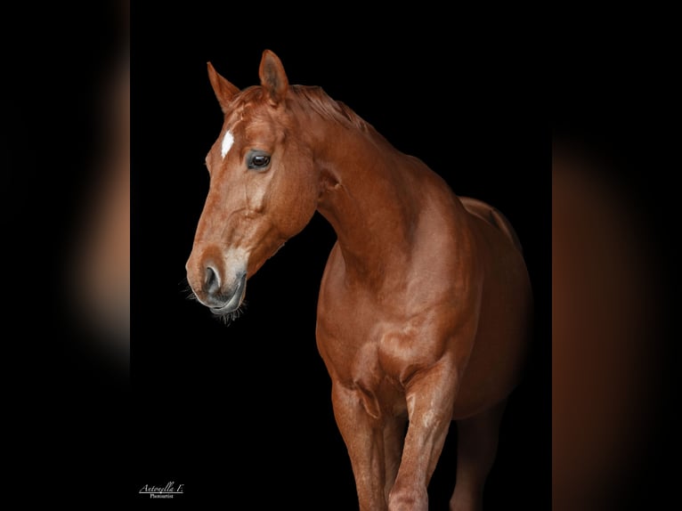 Other Warmbloods Gelding 15 years 16 hh Chestnut-Red in Pfarrkirchen