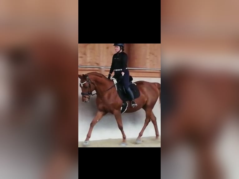 Other Warmbloods Gelding 15 years 16 hh Chestnut-Red in Pfarrkirchen