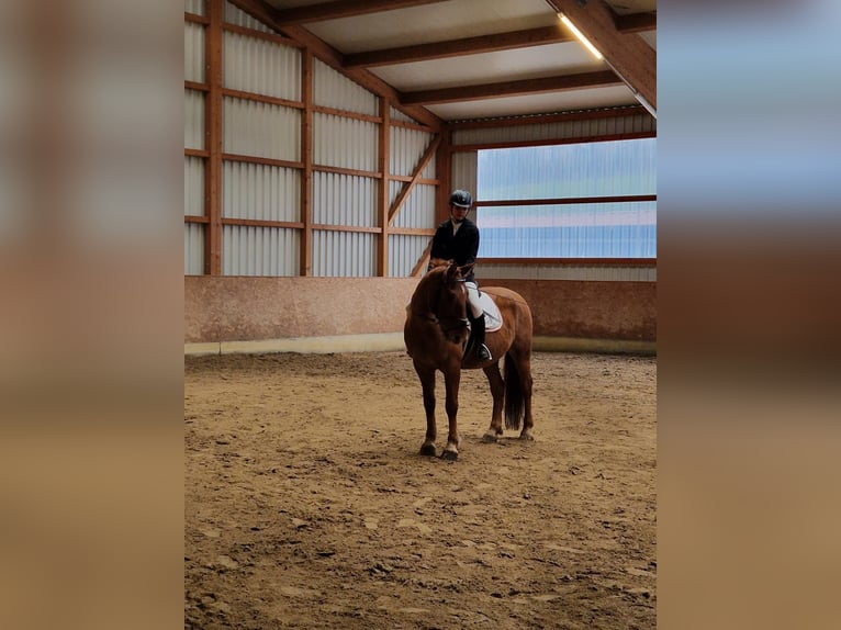 Other Warmbloods Gelding 15 years 16 hh Dun in Rennerod
